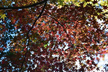 紅葉