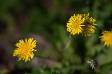 Blooming dandelion in the meadow. Spring season