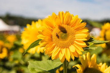 Fototapeta premium amazing sunflowers with fully bloom and blue sky background