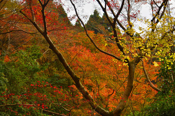 紅葉