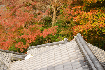 Fototapeta premium 紅葉
