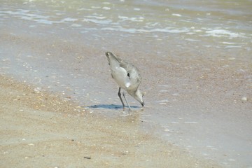 Sandpiper bird on ocean coast in Florida beach