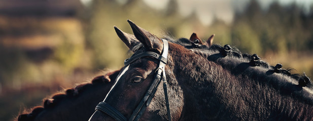 Pigtails on neck sports brown horses. Equestrian sport.