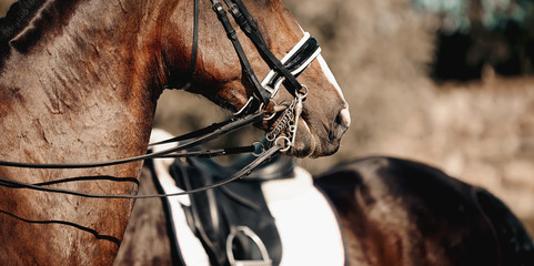 Nose sports brown horse in the double bridle. Dressage horse.