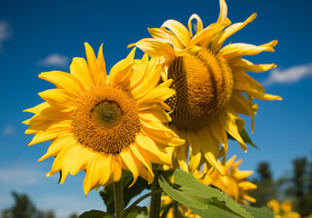 amazing sunflowers with fully bloom and blue sky background