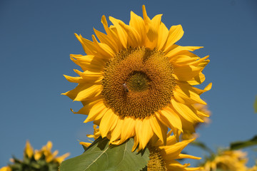 amazing sunflowers with fully bloom and blue sky background