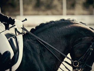 Neck sports black horse in the double bridle.. Equestrian sport.