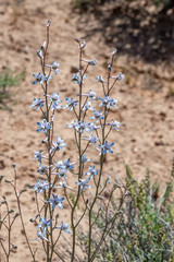 USA, Nevada, Clark County, Gold Butte National Monument, The  beautiful pale blue, spurred bloom of a desert larkspur (Delphinium parishii) belie a hidden toxicity that kills livestock that eat it.