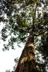 Fototapeta premium arbol 