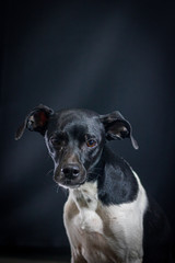 Black dog portrait with black background in the studio. Space for writing and advertising