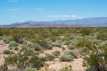 Fototapeta na wymiar USA, Nevada, Valley of Fire State Park. A creosote bush (Larrea tridentata) and white bursage (Ambrosia dumosa) dominate this common plant vegetation community type that covers most of the Mojave Dese