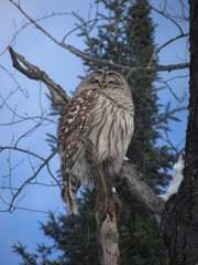 bird of prey