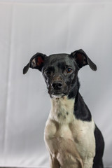 Black dog portrait with white background in the studio. Space for writing and advertising