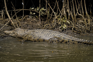 Great saltwater crocodile