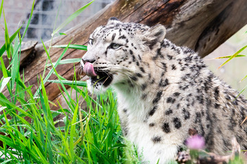 The snow leopard, also known as the ounce, is a large cat native to the mountain ranges of Central and South Asia
