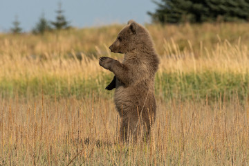 Brown bear cubs in meadow    Lake Clark NP   Alaska © Tom