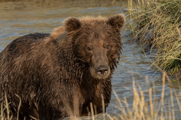 Naklejka na ściany i meble Brown bear (Ursus arctos) fishing for salmon; Alaska