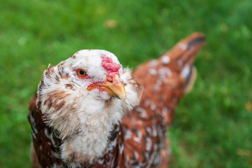 portrait of a russian orloff hen