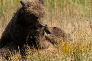 Brown bears;  Lake Clark NP;  Alaska