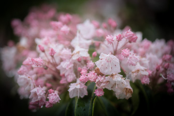 pink flowers in garden
