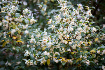 Burkwood Osmanthus in springtime, covered in white scented flowers