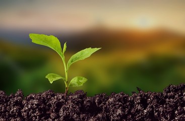 Growth of new life on  background