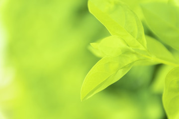 Close up green leaves of view texture green nature blurred background in park, garden or forest. Use to write or copy in empty space on green nature background.