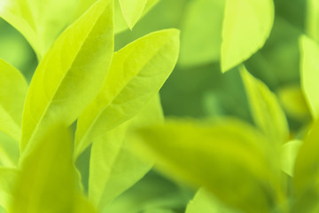 Close up green leaves of view texture green nature blurred background in park, garden or forest. Use to write or copy in empty space on green nature background.
