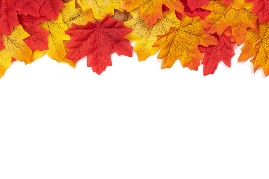 Flat lay Autumn maple leaves texture. Background made of color red and orange leaves isolate on white background. Top view, Nature background