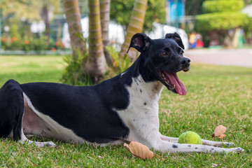 dog playing with ball on green grass