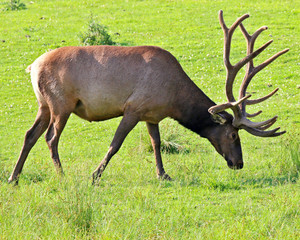 Bull elk with antlers in velvet grazing in a meadow