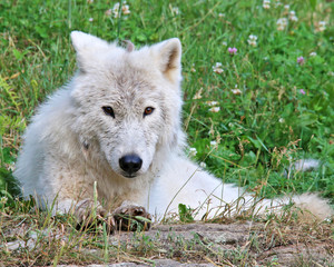 Arctic wolf lounging in the grass