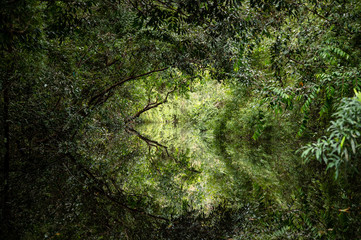 Lagunas y bosques en las selvas de Guainia en Colombia