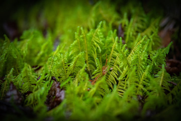 Wet green ferns in the rain