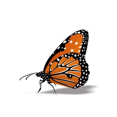 Butterfly icon, Cute Cartoon Funny Character with Colorful Wings, Flying Insect in White Background – Flat Design 