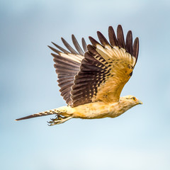 aves de las tierras de Puerto Inirida- Guainia-Colombia
