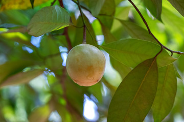 Nutmeg (Myristica fragans), growing in Sri Lanka
