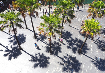 Palms at Circular Quay