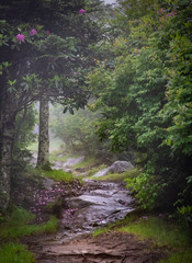 Fototapeta na wymiar Mountain trail in the rain and fog