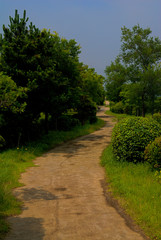 緑地　道　緑地帯　公園　ワインディングロード