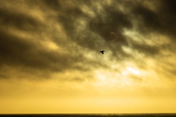 A pelican flies against the sunset, backlit by a dramatic yellow sky with dark shadows of clouds. 