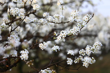 Blooming pear flower, very beautiful