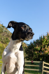 beautiful spring portrait of adorable Black Brazilian Terrier Dog in the blossoming park