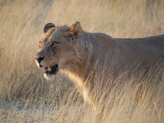 Lioness hunting