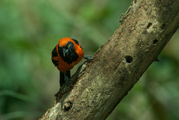 Troupial (Icterus icterus) photographed in Buenos Aires, Argentina.