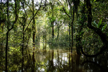 Fototapeta na wymiar Lagunas y bosques en las selvas de Guainia en Colombia