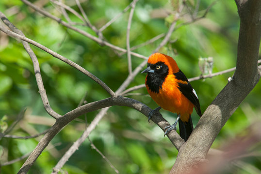 Troupial (Icterus icterus) photographed in Buenos Aires, Argentina.