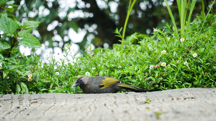 Bird with a black and brown head Has yellow wings and a gray body