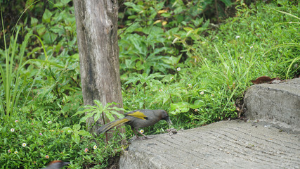 Bird with a black and brown head With yellow wings and a gray body, eating insects
