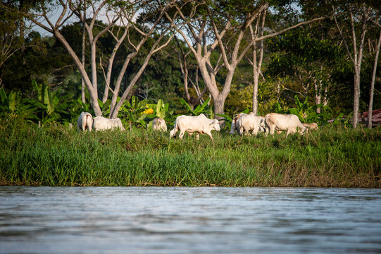 ganado vacuno a orillas del rio Guaviare en guainia y vichada